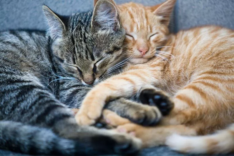 Pet owner questions answered at Hub City Veterinary Clinic in Lubbock, TX