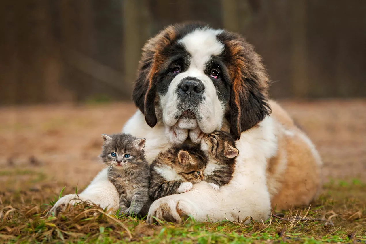 Urgent veterinary care for a pet at Hub City Veterinary Clinic in Lubbock