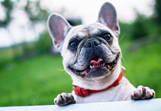 French bulldog receiving veterinary care in Lubbock, TX