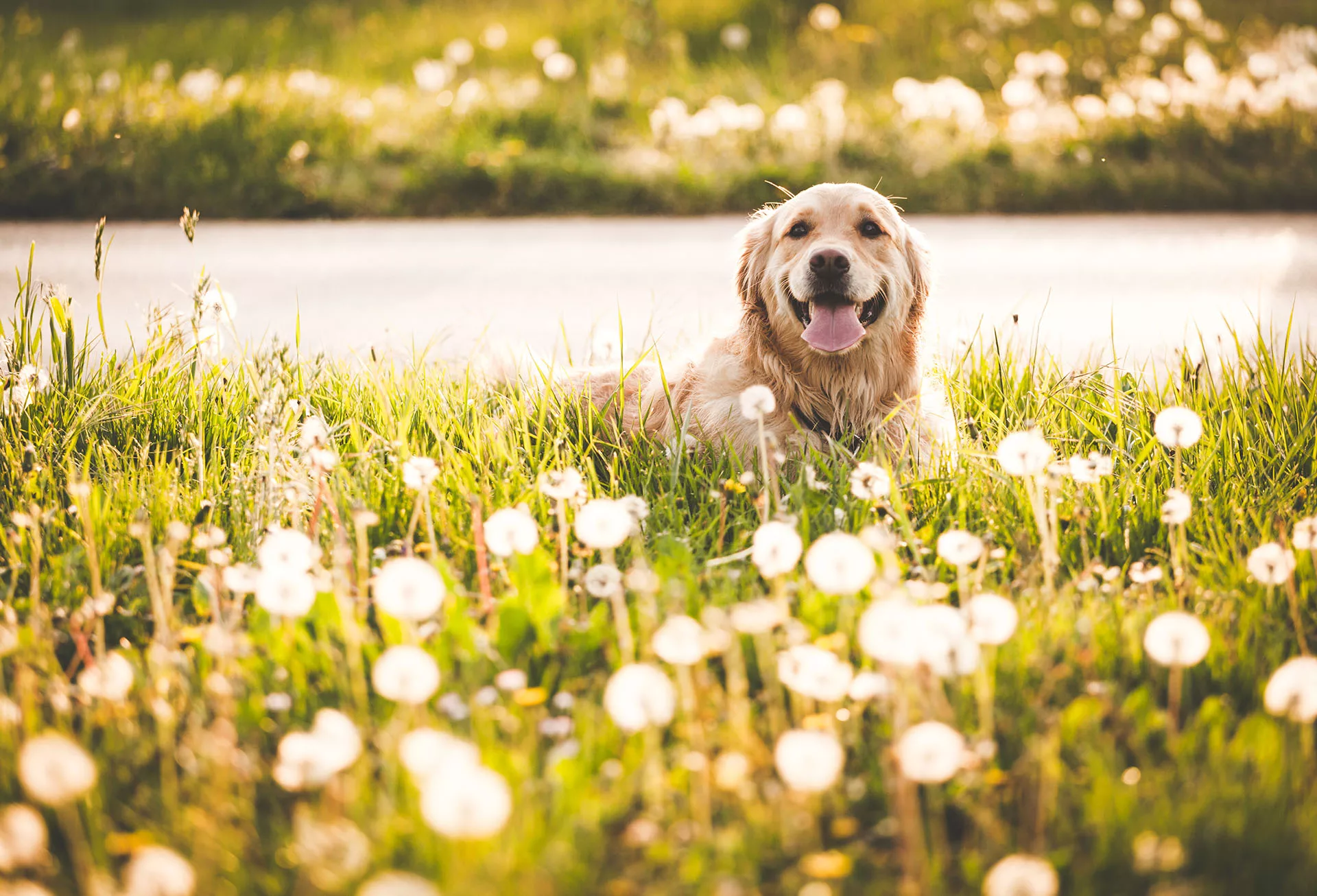 Dog recovering with platelet rich plasma therapy in Lubbock, TX
