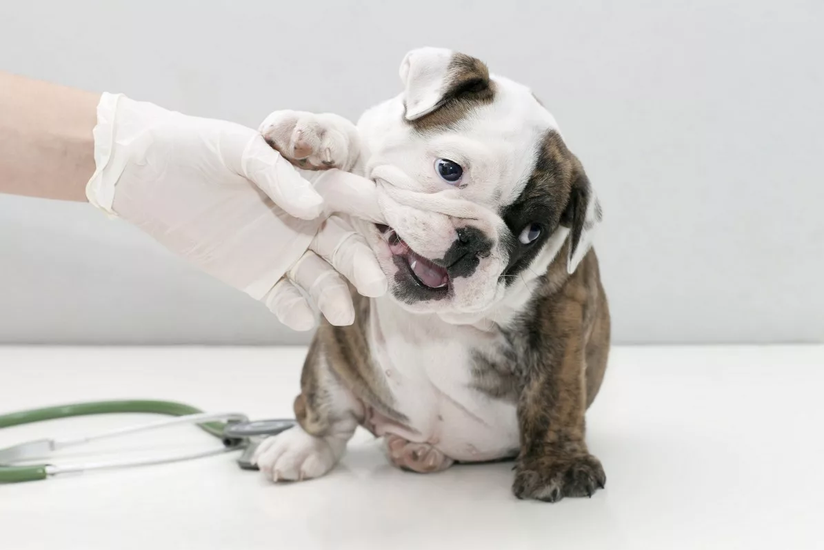 Veterinary dental exam for a pet at Hub City Veterinary Clinic in Lubbock