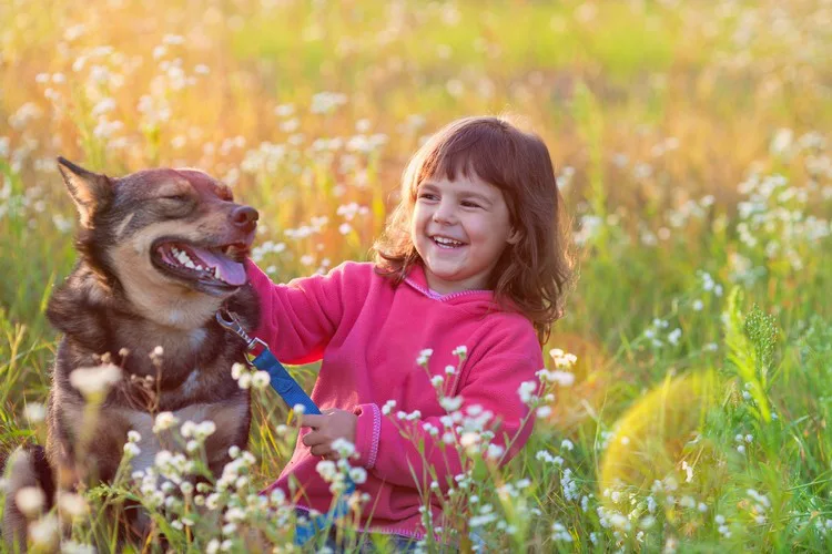Veterinary herbal medicine consultation in Lubbock, TX