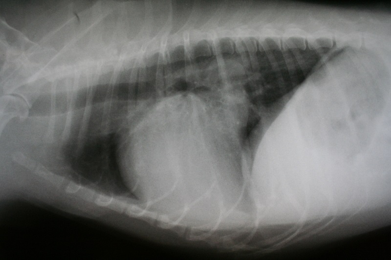 Digital x-ray of a cat at Hub City Veterinary Clinic in Lubbock, TX