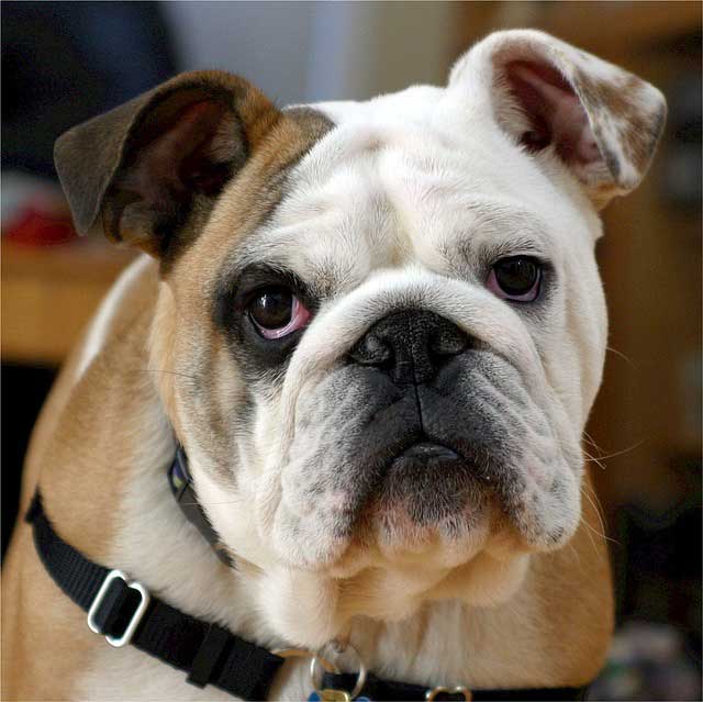 English bulldog receiving an eye exam in Lubbock, TX