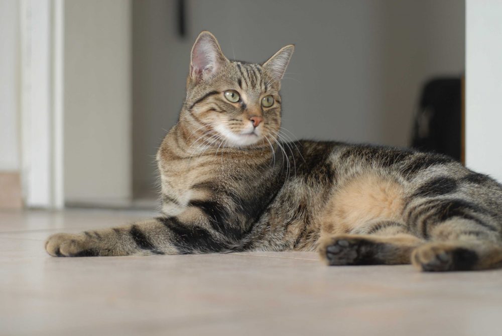 Cat receiving complementary veterinary medicine in Lubbock, TX