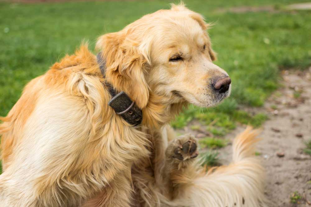 Itchy golden retriever receiving dermatology care in Lubbock, TX
