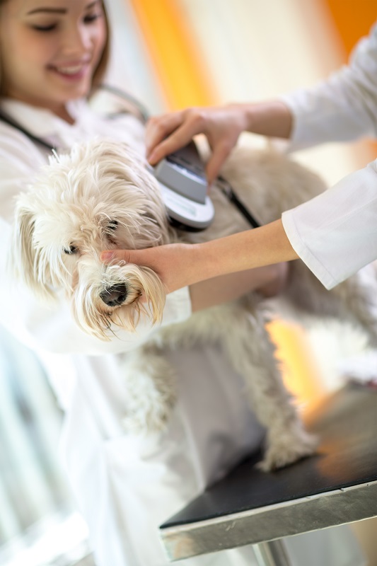 Pet microchipping at Hub City Veterinary Clinic in Lubbock, TX