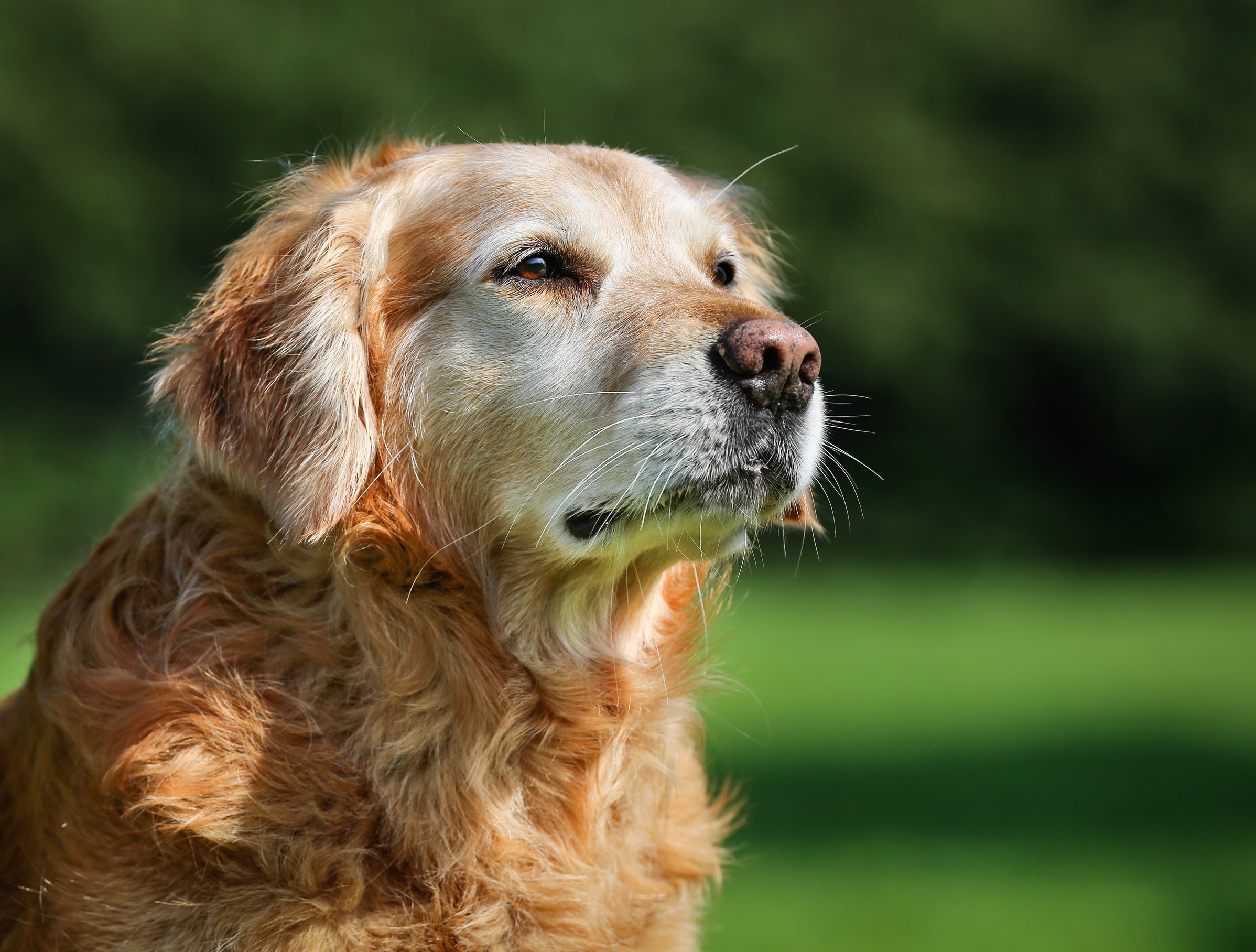 Senior dog receiving wellness care at Hub City Veterinary Clinic in Lubbock