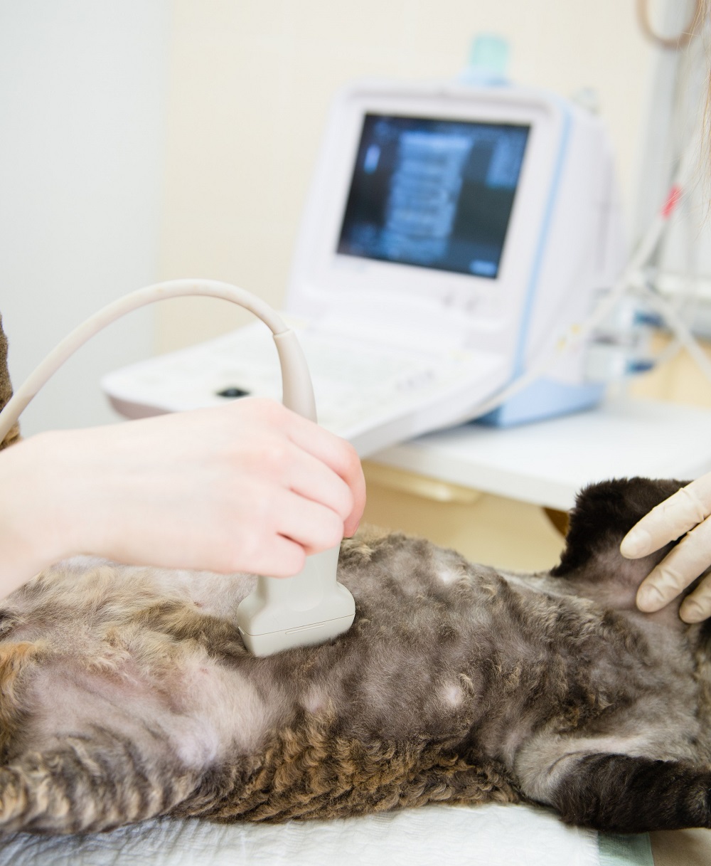 Veterinary ultrasound for a pet at Hub City Veterinary Clinic in Lubbock