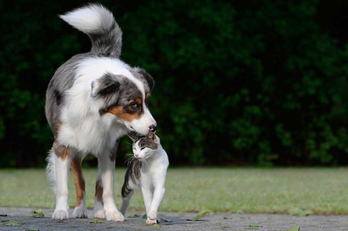 Dog protected with flea and tick prevention in Lubbock, TX