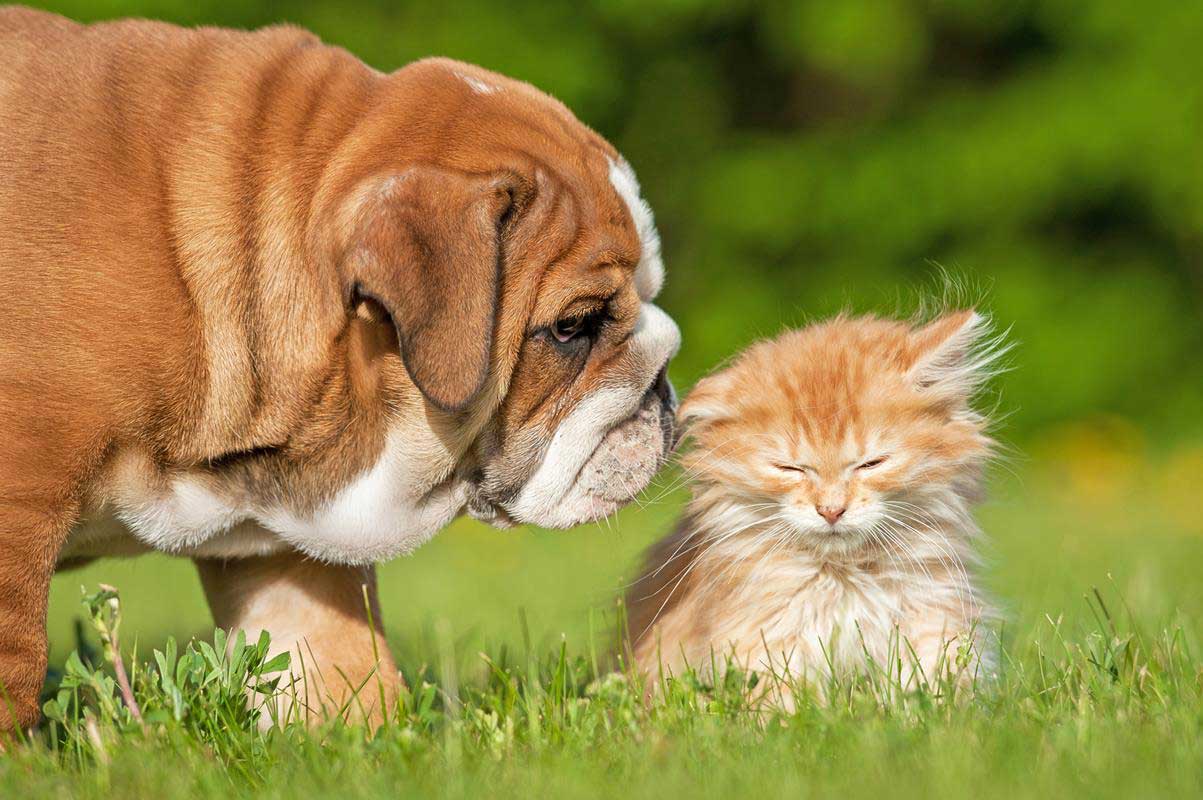 New puppy exam at Hub City Veterinary Clinic in Lubbock, TX