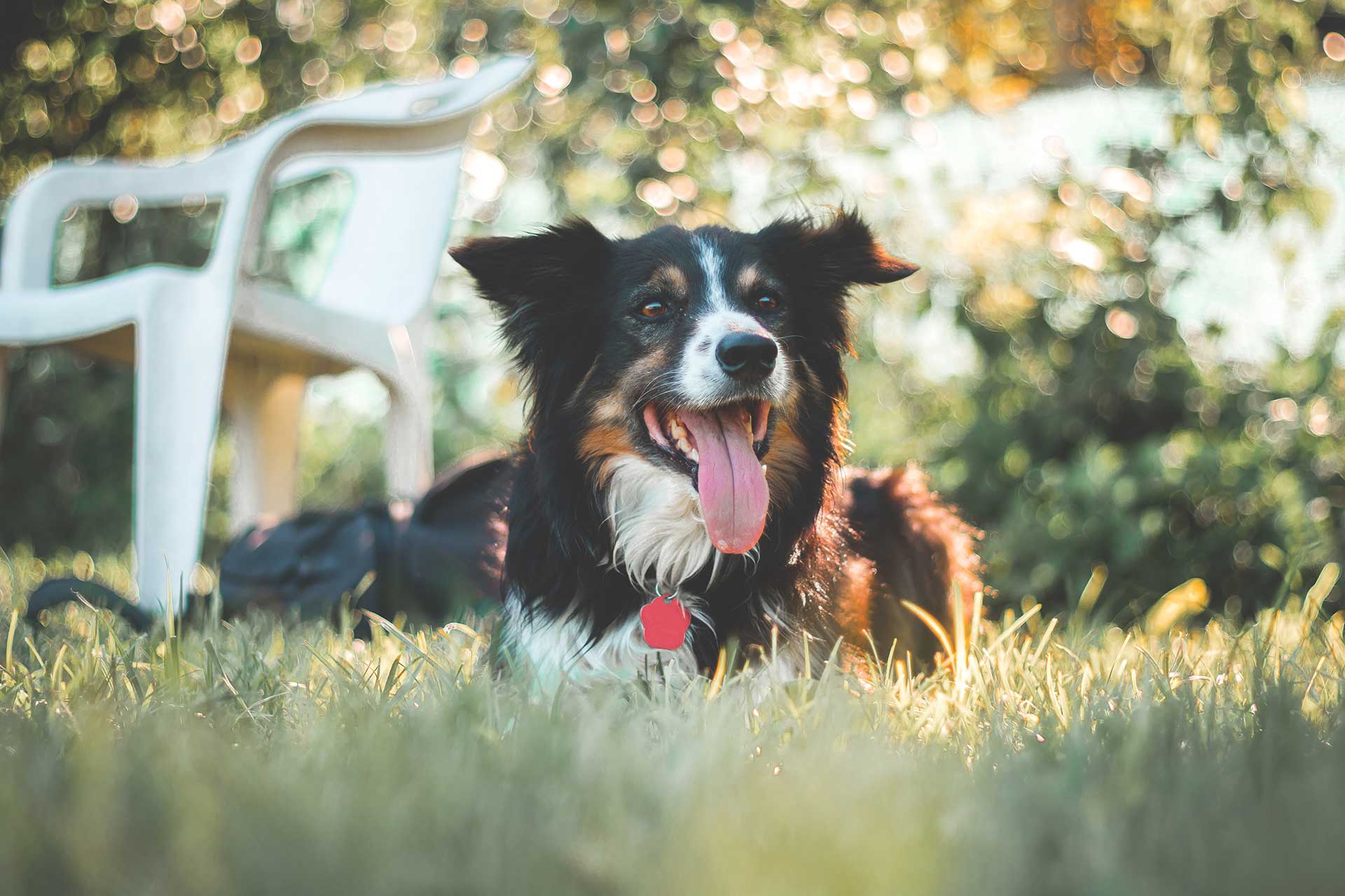 TPLO surgery in Lubbock, TX | Hub City Veterinary Clinic