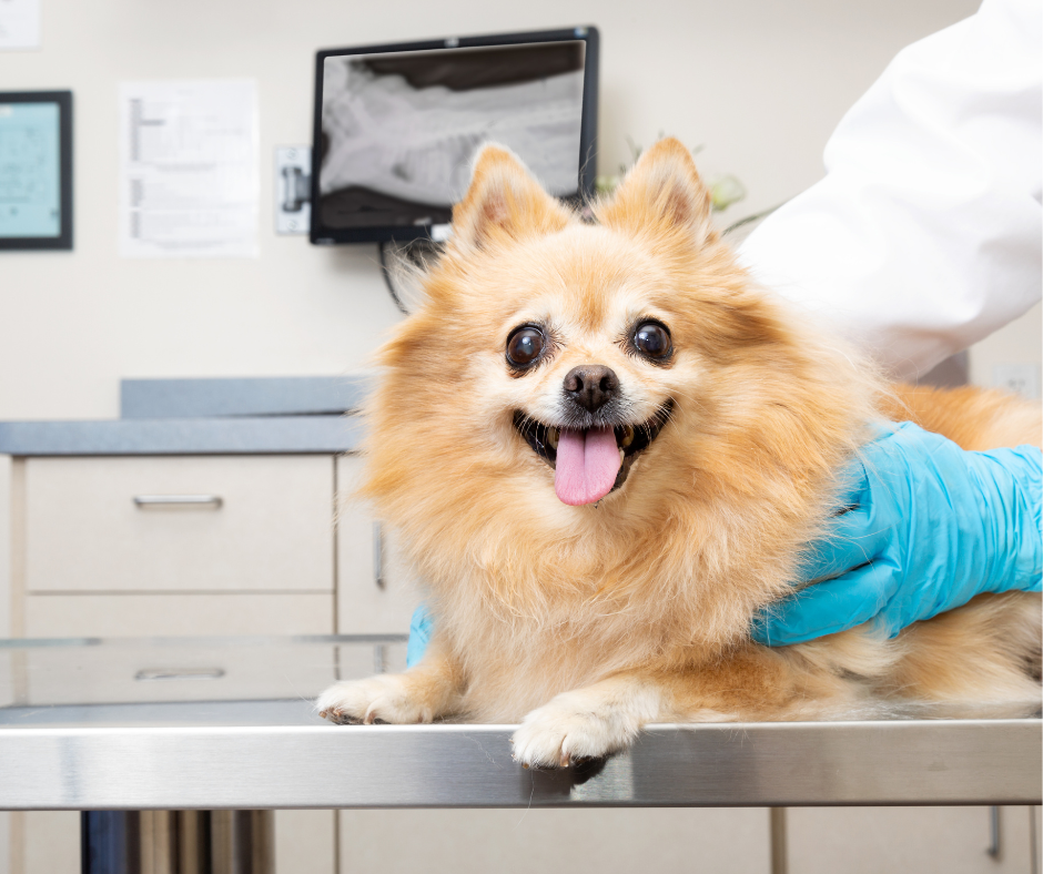 Early Hip Screening for Active Dogs: How PennHIP Testing Protects Your ...