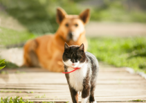 July Heat in Lubbock: How to Keep Dogs and Cats Safe During Triple-Digit Days - Veterinary Lubbock