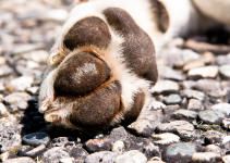 Hot Pavement and Paw Burns: Why Summer Walks Need a Safety Check - Veterinary Lubbock