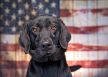 After the Fireworks: What to Watch for If Your Pet Panicked, Escaped, or Seems “Off” - Veterinary Lubbock